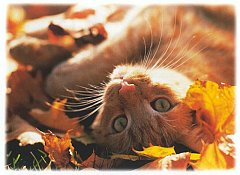 Gatti (373)